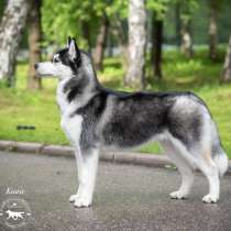 Siberian Husky from Multichampion Parents, в Санкт-Петербурге