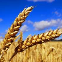 Пшеница 2020, в Краснодаре