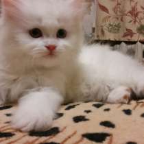 Продам белоснежных пушистых красавиц, в Санкт-Петербурге