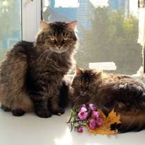 Котик Миша и кошечка Маша. Пуховики-сибиряки в добрые руки, в Калуге