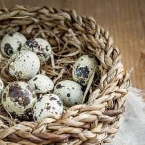 Продам перепелиные яйца по 20 тг за штуку, в г.Алматы