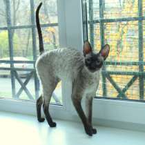Силпоинтовый котик корниш-рекс, в Москве