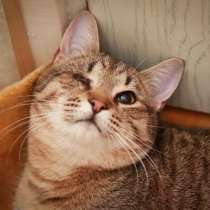 Кот по имени Петрович ждет вас, в Москве