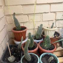 Кактусы, в Орехово-Зуево