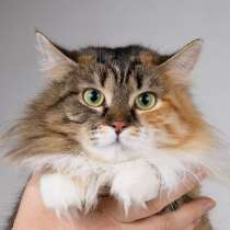 Сибирячка Сандра в добрые руки, в Москве