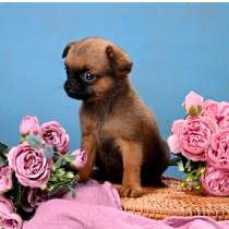 Рыжая девочка пти-брабансон, в Москве