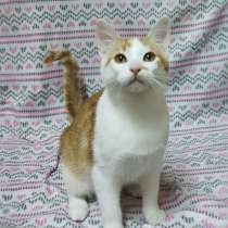 Солнечные рыжие котята Тишка и Рыжик в дар, в г.Минск