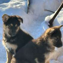 Щенки в добрые руки, в Искитиме