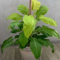 Комнатное растение, в Хабаровске