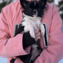 Девочка ЧИХУАХУА, в Москве