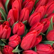 Тюльпаны к 8 марта, в Ярославле