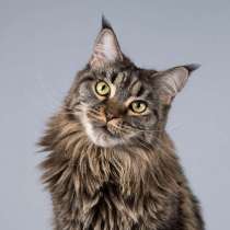 Роскошная кошка мейнкун Мурлыка в добрые руки, в Москве