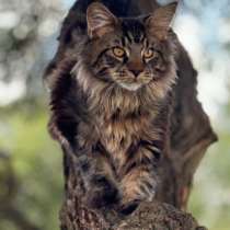 К ранней броне предлагаются шикарные котята Мейн - Кун, в Иванове