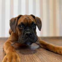 Щенок боксера, в Москве