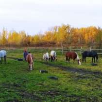 Требуется конюх в новосибирск, в Новосибирске