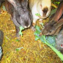 Кролики мясных пород, в Саяногорске