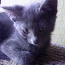 Котята крысоловы, в Москве