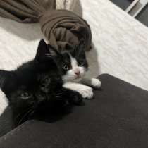 Два котика ищут дом, в г.Тбилиси