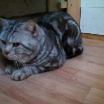 Кот на вязку 1500 -можно котёнком котята от 2000, в Костроме