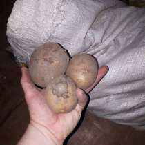 Картофель домашний, в Рубцовске
