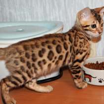 Бенгальские кошечки с правом разведения, в Санкт-Петербурге
