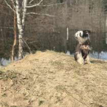 Ищем сучку на вязку, в Москве