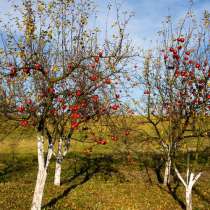 Обрезка плодовых деревьев, в г.Макеевка
