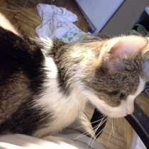 Отдам даром Кот Шпрот, в Санкт-Петербурге