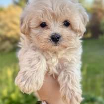 Maltipoo F1 Puppies / щенки мальтипу ф1, в г.Абу-Даби