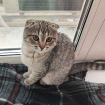 Котенок вислоухий тигровый, в Обнинске