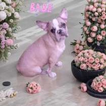 French bulldog. Boy, в г.Falkenberg
