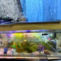 Аквариум 110 л с тумбой и рыбками, в Краснодаре