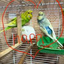 Волнистые попугаи, в Калининграде