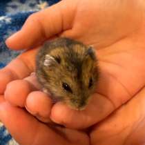 Джунгарский хомяк, в Москве