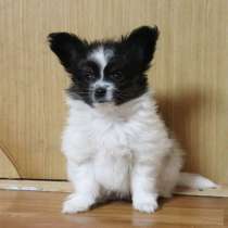 Щенок папийона, в Самаре