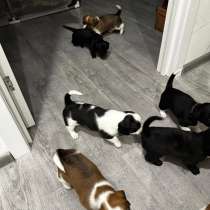 Отдам в добрые руки щеночков, в Азове