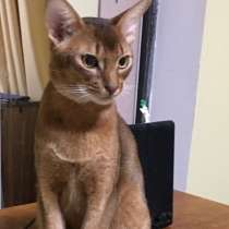 Абиссинский кот. Вязка, в Москве