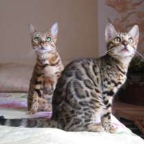 Бенгальские котята, в г.Костанай