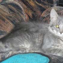 Ласковая кошечка 4 мес, в Москве