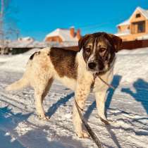 Очень умная и благодарная собака Герда ищет семью!, в Москве