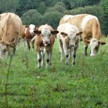 Коровы бычки телята Кемеро, в Кемерове