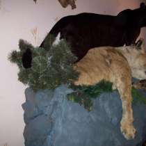 Черный ягуар поверг львицу на скале, в Омске