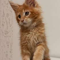Grand meyer Maine coon, в Пензе