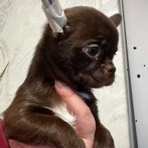 Щенок чихуахуа, в Москве