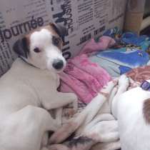 Щенок десять месяцев, в Копейске