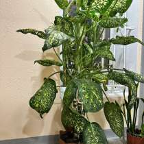 Комнатные растения, в Москве