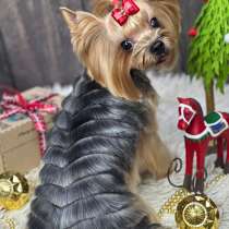 Груминг, стрижка собак, в Коркино