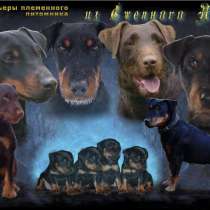 Маленькие породы собак на авито в петрозаводске