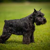 Щенки черного миниатюрного шнауцера цвергшнауцер, в Тольятти