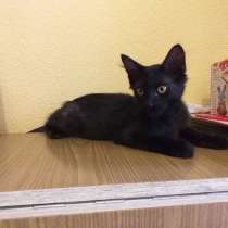 Черный котенок в поисках семьи!, в г.Минск